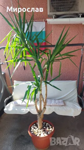 Палма Юка, снимка 2 - Стайни растения - 47664261