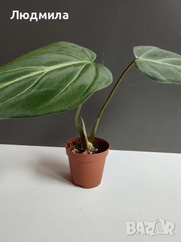 Филодендрон 'Глориозум Зебра' / Philodendron gloriosum zebra, снимка 7 - Стайни растения - 55607037