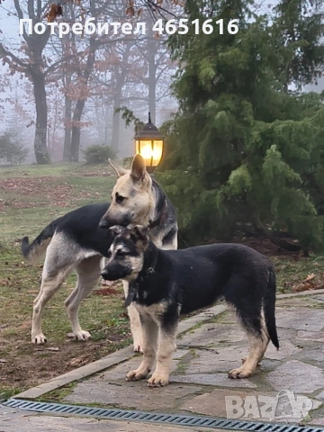 Източно Европейска овчарка момче , снимка 9 - Други - 53642551