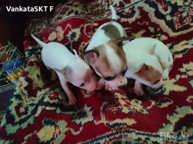 Пинчерчета