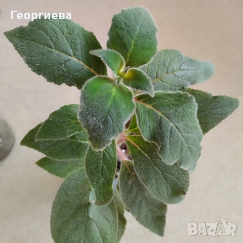 колерия растения , снимка 4 - Стайни растения - 51619779