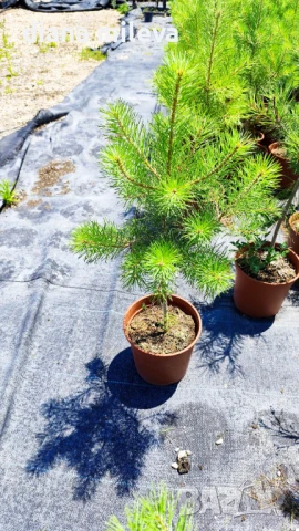 Бял бор, Pinus sylvestris, снимка 5 - Градински цветя и растения - 43936306