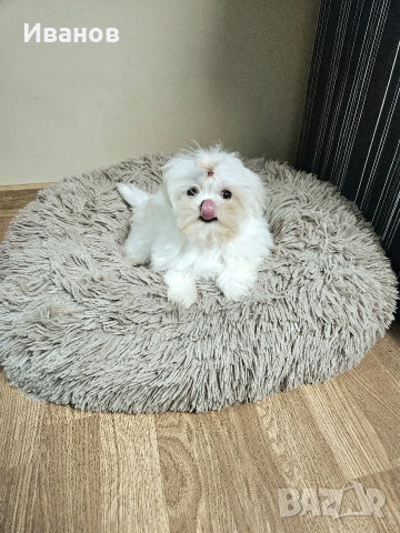 Мини малтийска болонка 