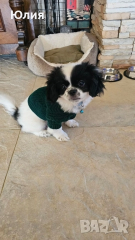 Японски хин, снимка 5 - Други - 52506196