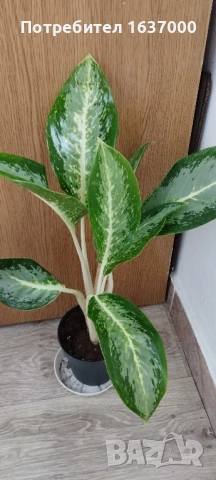 Аглаонема" Млечен път" , снимка 2 - Стайни растения - 52500491