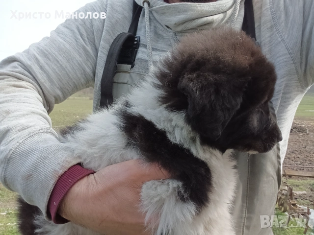 Каракачанско овчарско куче, снимка 5 - Каракачанска овчарка - 53652411