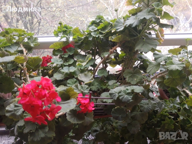 Мушкато,богато,последни бройки,над 10 бр.снимки от днес,цъфтят целог в сандъче                      , снимка 5 - Градински цветя и растения - 52723597