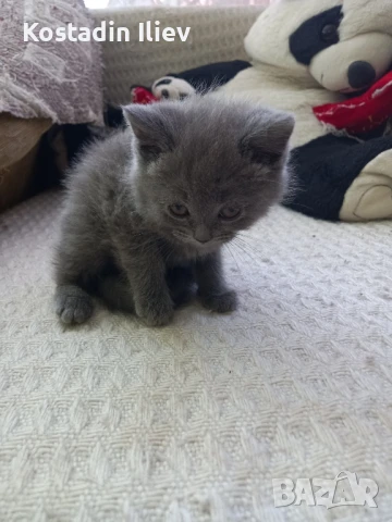 Продавам британски котета , снимка 2 - Британска късокосместа - 51262192