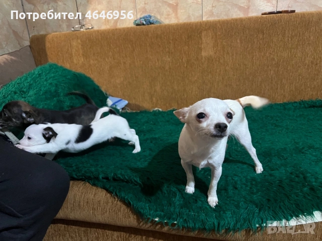 Чихуа - пинчер кучета