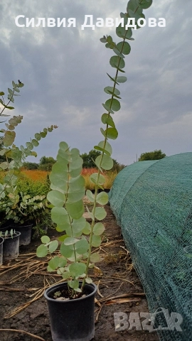 Евкалипт , снимка 9 - Други стоки за дома - 52773885