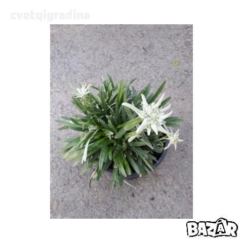 Leontopodium souliei Alpina White ЕДЕЛВАЙС, снимка 2 - Градински цветя и растения - 36109070