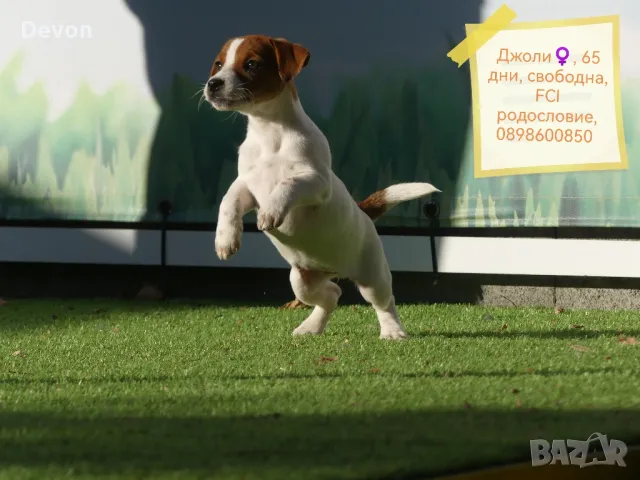 Джак Ръсел Териер, родословие, снимка 7 - Джак ръсел териер - 41122946