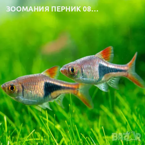 Риби Разбора - Перник  , снимка 1