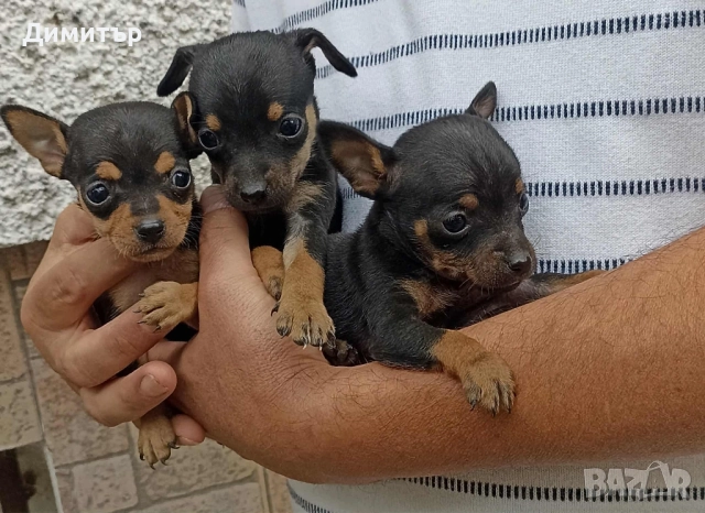 Продавам малки пинчери на 1 месец чистокръвни, снимка 1