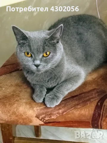 Британски късокосмести котета, снимка 11 - Британска късокосместа - 56367420