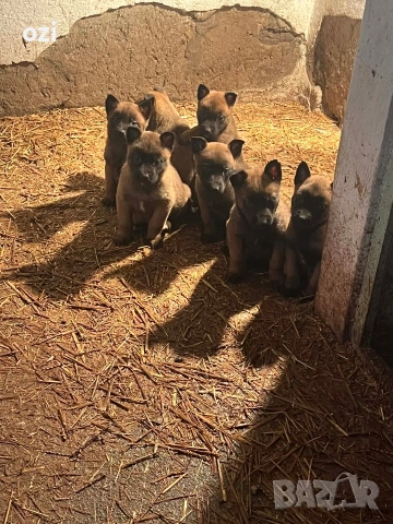 белгийска овчарка