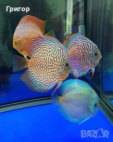 Различни видове декоративни риби, храни и техника 