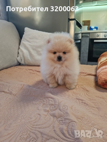 Померан мини мъжко , снимка 8 - Померан - 52826685