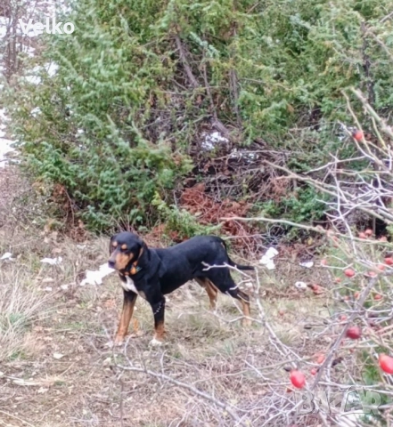 Работещо гонче на 5 години , снимка 3 - Гонче - 52949153