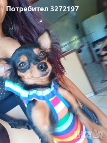 Раница Rainbow Pet Dog Carrier за пренасяне на кучета и котки, снимка 12 - За кучета - 40441066