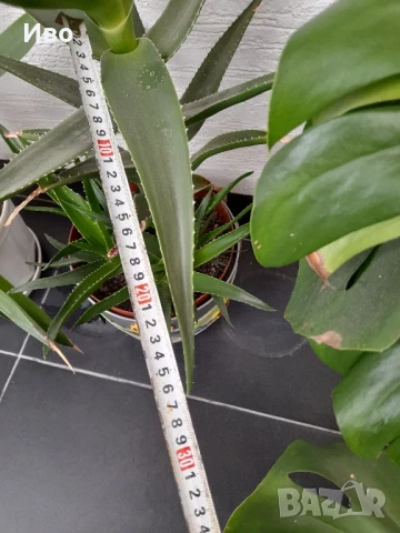 Алое вера – растения различни големини!, снимка 7 - Градински цветя и растения - 41711781