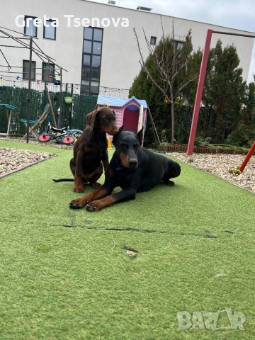 Чистокръвно кафяво доберманче, снимка 6 - Доберман - 53692541