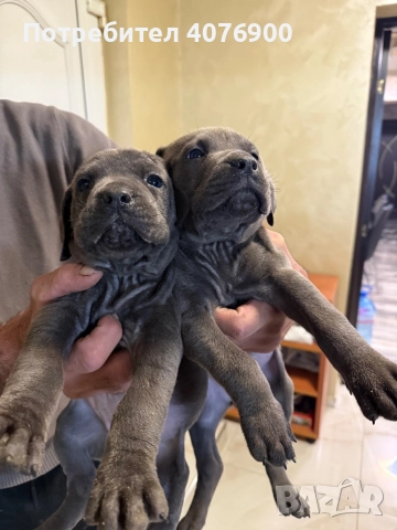 Две момиченца Кане Корсо!!! Обезпаразитени с две поставени ваксини!!!, снимка 4 - Кане корсо - 50321505