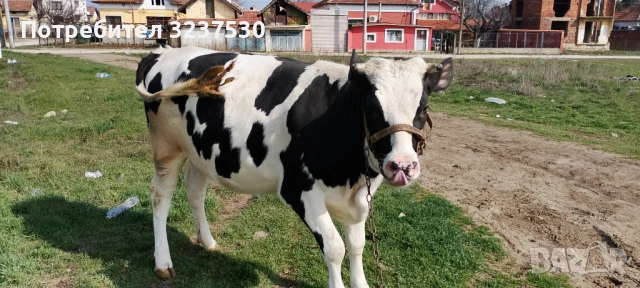 Продавам черношарена юница, снимка 3 - Крави - 53871553
