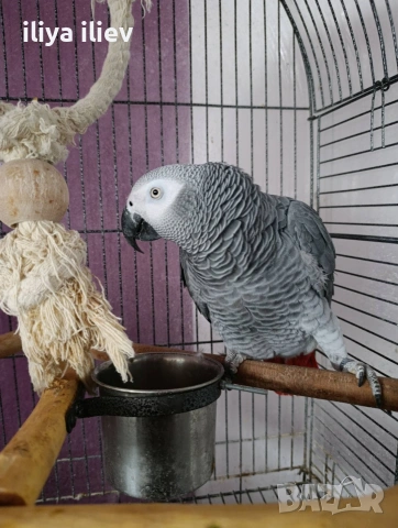 Жако на 3 години