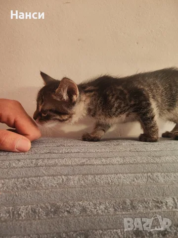 Подарявам 3 малки котета
