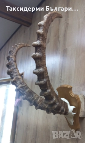 Трофей на козирог