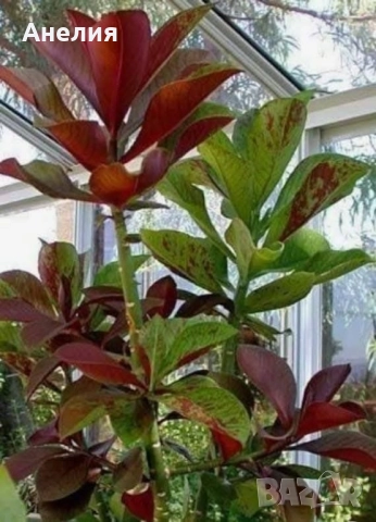 Африкански млечен храст Еуфорбия рубра 