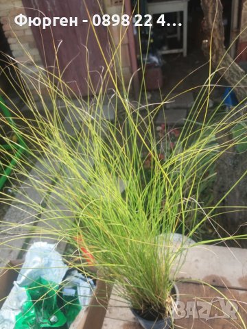 Карекс - Декоративна трева, снимка 13 - Градински цветя и растения - 40887333