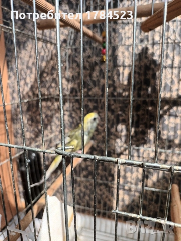 Женски пойни папагали 2025г