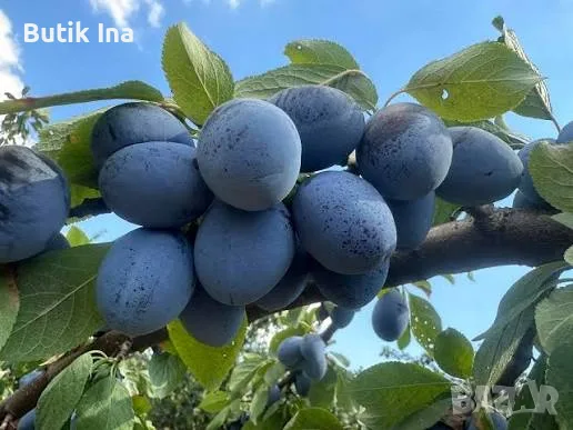 Продавам сини сливи за ракия 