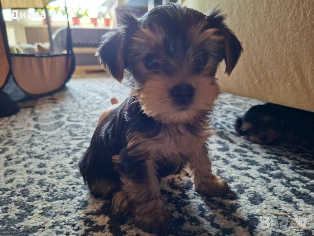 Йоркширски териер