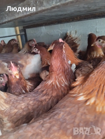 Принасящи ярки!, снимка 2 - Кокошки и пуйки - 53642054