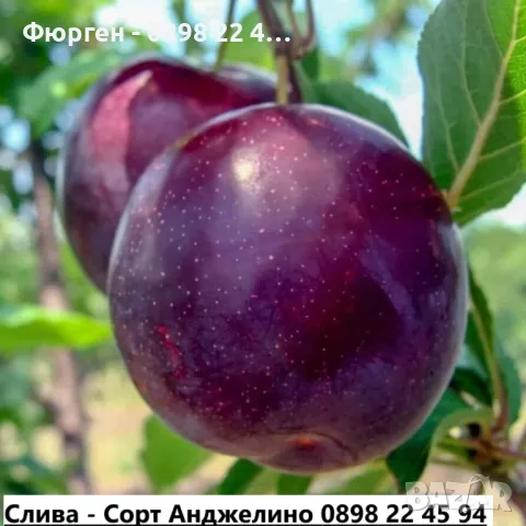 Слива - Анджелино Най едрия сорт сливи