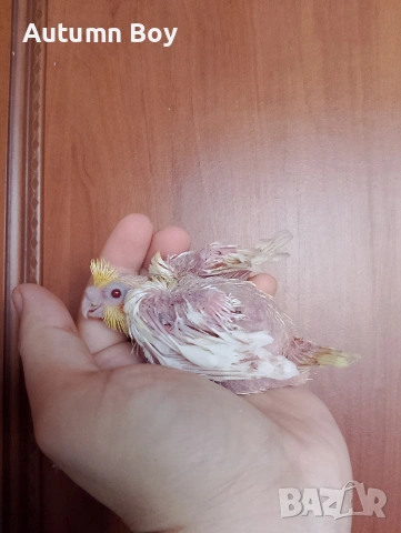 Бебе 1 папагал корела корели 