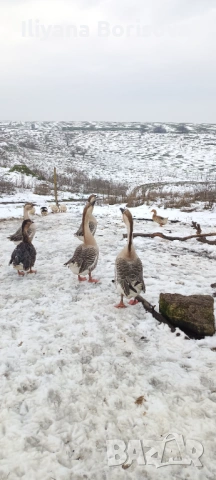Мъжки лебедови гъски, снимка 4 - Патици и гъски - 53135135