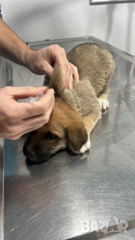 Кученца Алабай Х Малиноа Кръстоска с Доставка, снимка 4 - Други - 52220666