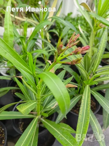 Олеандър (зокум, лян) , снимка 6 - Градински цветя и растения - 50008789