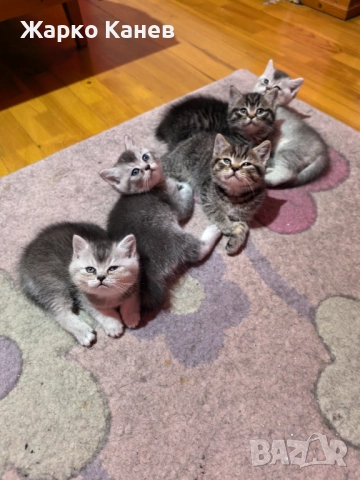 Страхотни пет британчета