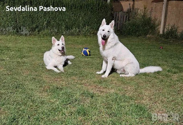 Бели швейцарски овчарки кученца, снимка 8 - Бяла овчарка - 48043996