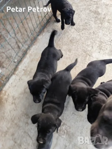  Кученца Кане Корсо , снимка 1