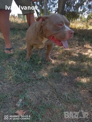 Американско Покет були, снимка 3 - Други - 53712245