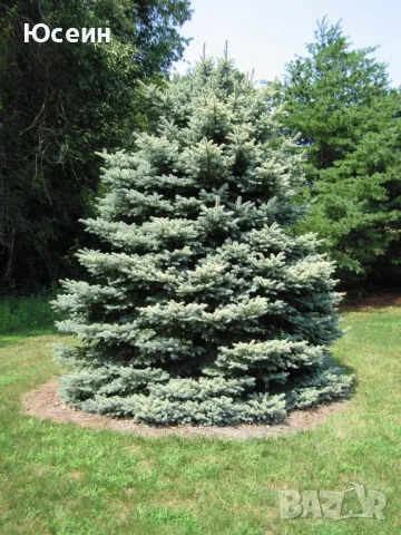 Фиданки от борчета, снимка 15 - Разсади - 48454749