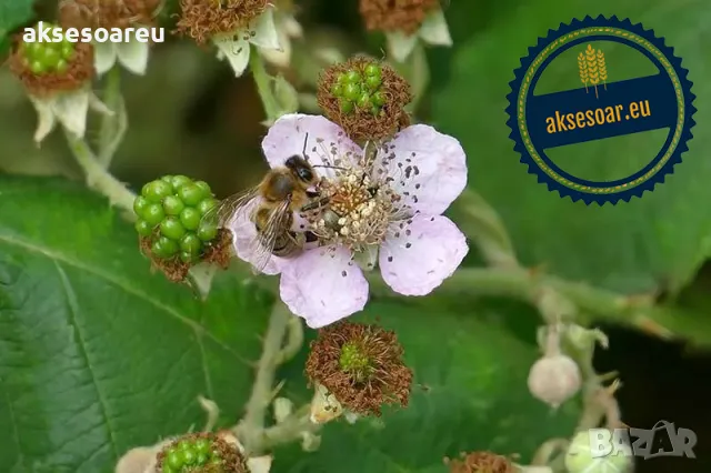 Висококачествени нови семена от хранителна Къпина без бодли Rubus rusticanus 50+ семена антиоксидант, снимка 8 - Сортови семена и луковици - 49258762