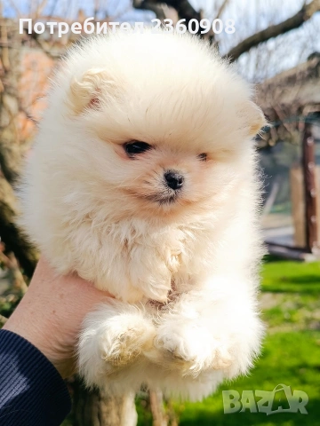 Померан, померанче, снимка 4 - Померан - 53483335