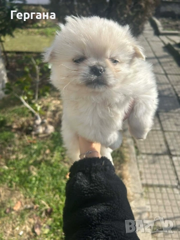 Продавам пекинези